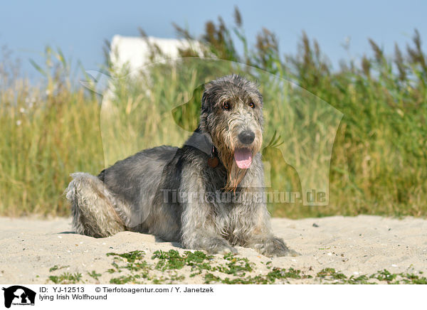 lying Irish Wolfhound / YJ-12513