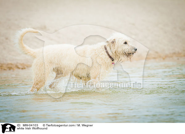 weier Irischer Wolfshund / white Irish Wolfhound / MW-04103
