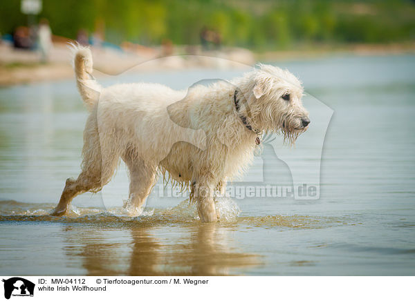 weier Irischer Wolfshund / white Irish Wolfhound / MW-04112