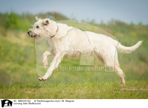 rennender Irischer Wolfshund / running Irish Wolfhound / MW-04122