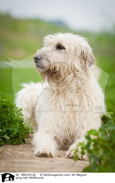 liegender Irischer Wolfshund / lying Irish Wolfhound / MW-04129