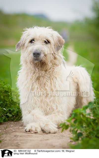 lying Irish Wolfhound / MW-04132