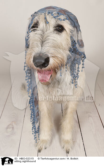 sitting sighthound / HBO-02315