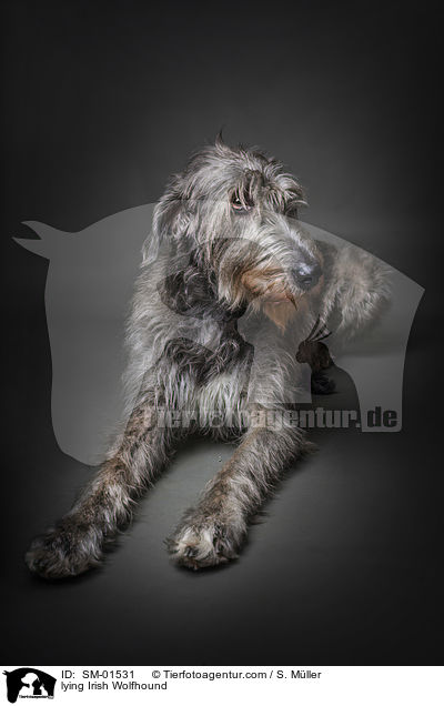 liegender Irischer Wolfshund / lying Irish Wolfhound / SM-01531