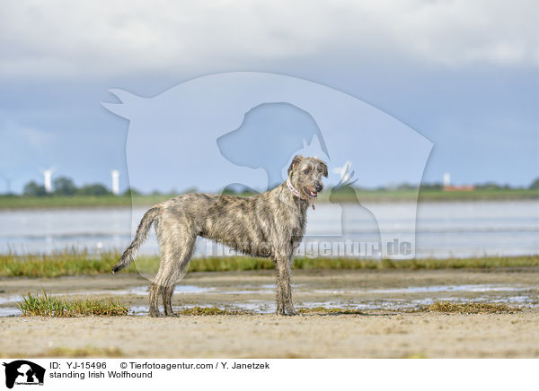 stehender Irischer Wolfshund / standing Irish Wolfhound / YJ-15496