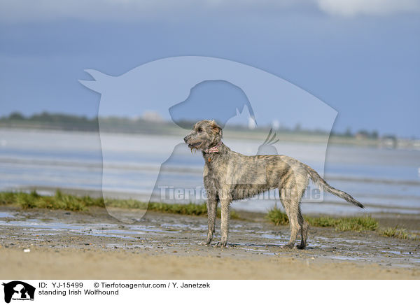 stehender Irischer Wolfshund / standing Irish Wolfhound / YJ-15499