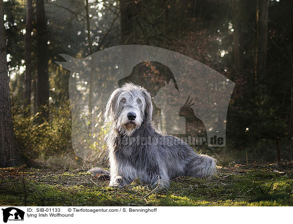 liegender Irischer Wolfshund / lying Irish Wolfhound / SIB-01133
