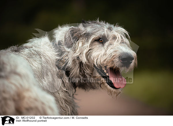 Irischer Wolfshund Portrait / Irish Wolfhound portrait / MC-01202