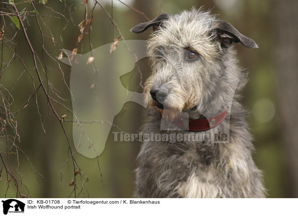 Irischer Wolfshund Portrait / Irish Wolfhound portrait / KB-01708