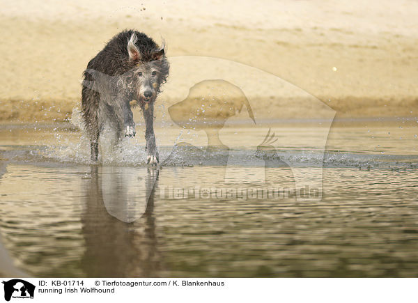 rennender Irischer Wolfshund / running Irish Wolfhound / KB-01714