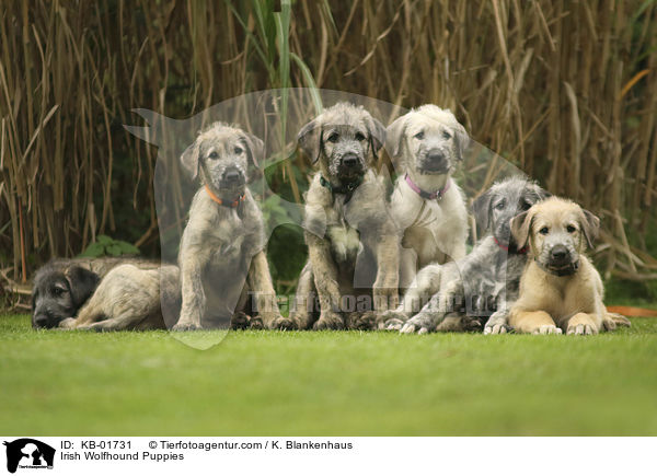 Irischer Wolfshund Welpen / Irish Wolfhound Puppies / KB-01731