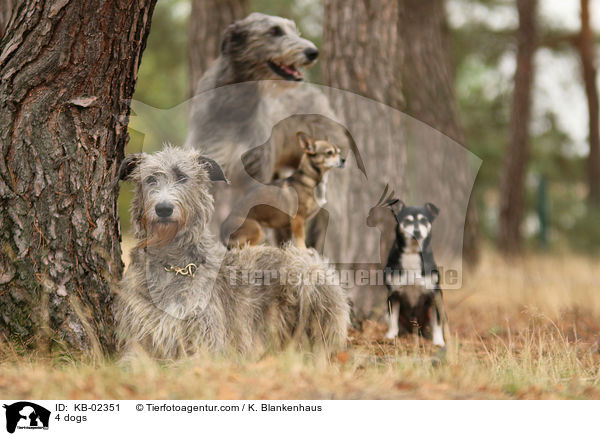 4 dogs / KB-02351