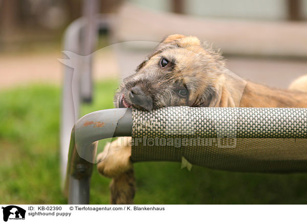 Irischer Wolfshund Welpe / sighthound puppy / KB-02390