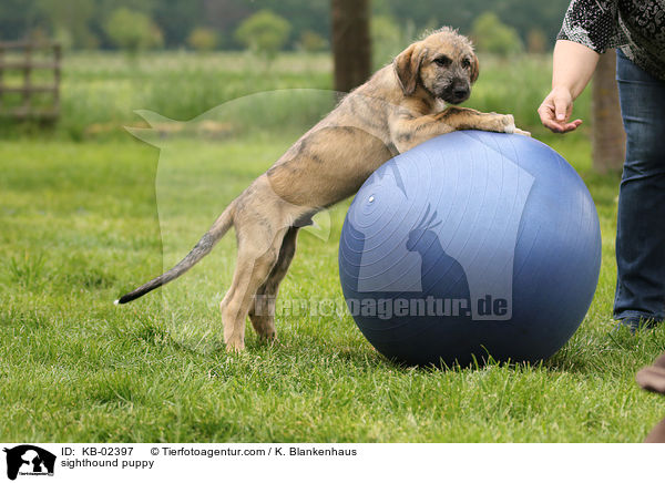 sighthound puppy / KB-02397