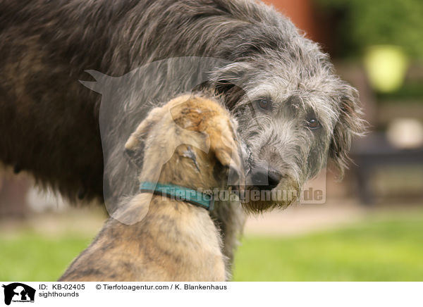 sighthounds / KB-02405