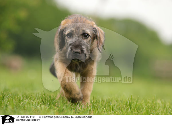 Irischer Wolfshund Welpe / sighthound puppy / KB-02410