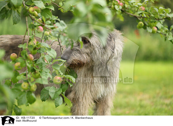 Irish Wolfhound / KB-11720