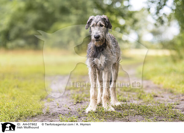 Irish Wolfhound / AH-07862
