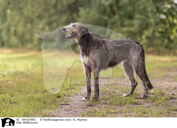 Irish Wolfhound / AH-07863