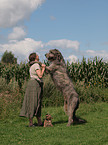 Irish Wolfhound and Lhasa Apso