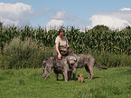 Irish Wolfhounds and Lhasa Apso