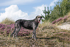 Irish Wolfhound