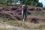 running Irish Wolfhound