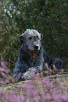 Irish Wolfhound