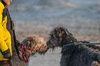 Irish Wolfhounds