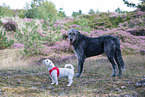 dogs