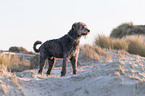 Irish Wolfhound
