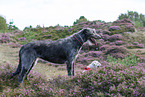 dogs