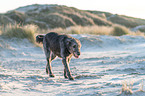 walking Irish Wolfhound