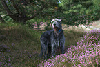 Irish Wolfhound
