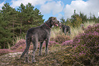 Irish Wolfhounds