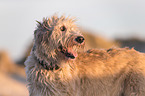 Irish Wolfhound Portrait