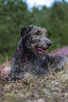 lying Irish Wolfhound