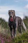 Irish Wolfhound
