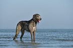 Irish Wolfhound