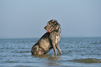 sitting Irish Wolfhound