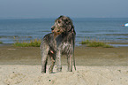 Irish Wolfhound