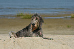 lying Irish Wolfhound