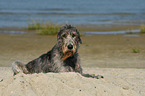 lying Irish Wolfhound