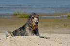 lying Irish Wolfhound