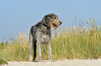 Irish Wolfhound