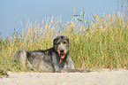 lying Irish Wolfhound