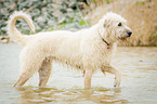 white Irish Wolfhound