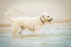white Irish Wolfhound