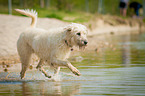 running Irish Wolfhound