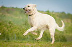 running Irish Wolfhound